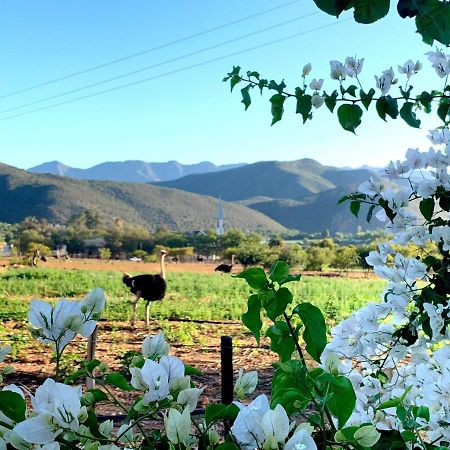 Berluda Farmhouse And Cottages Oudtshoorn Buitenkant foto