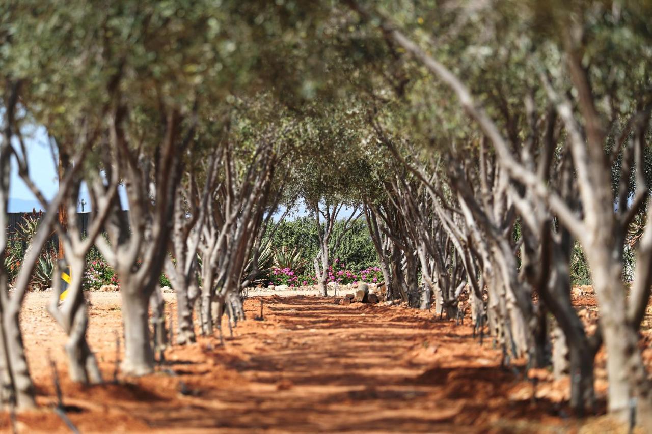 Berluda Farmhouse And Cottages Oudtshoorn Buitenkant foto