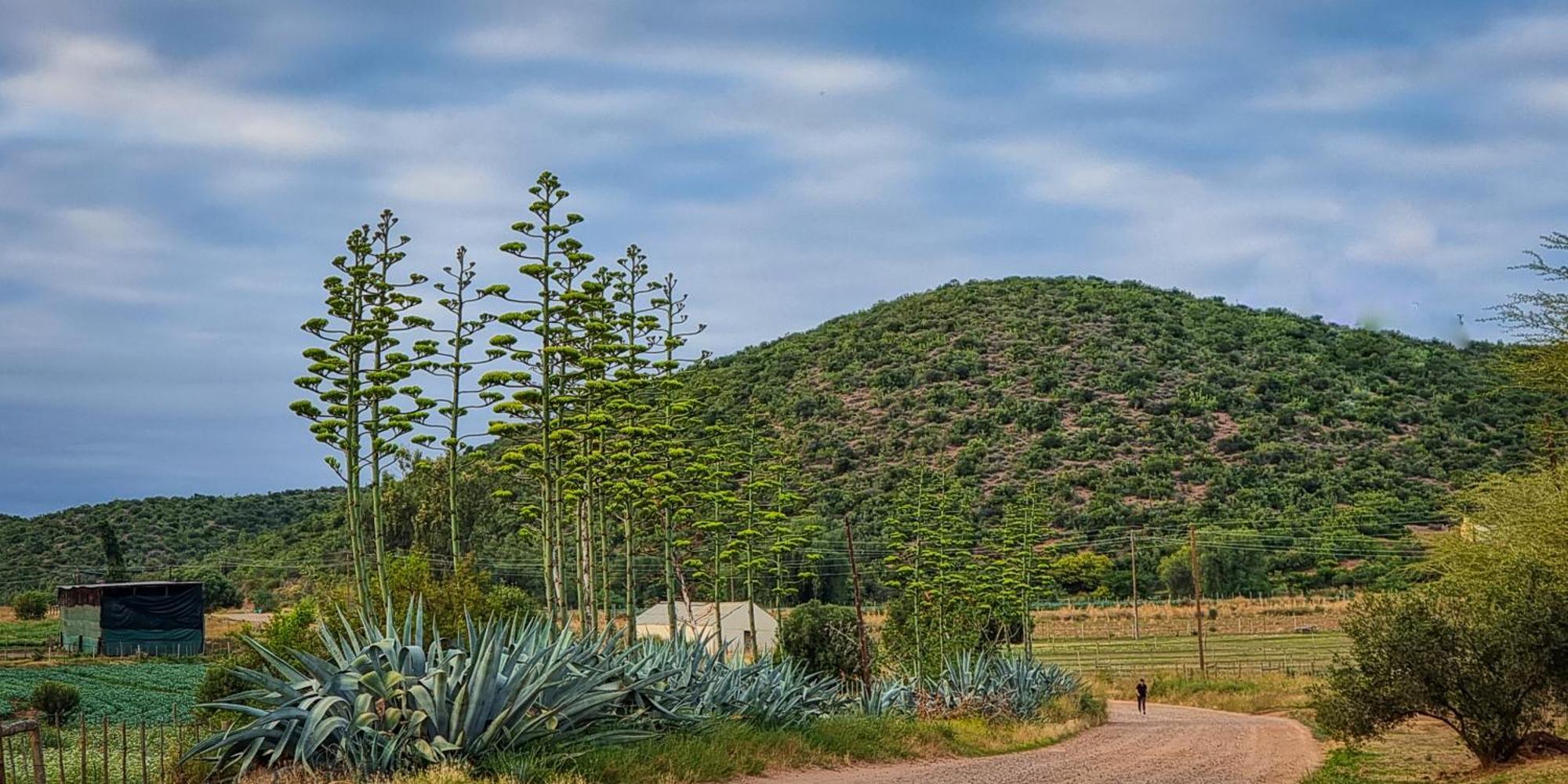 Berluda Farmhouse And Cottages Oudtshoorn Buitenkant foto